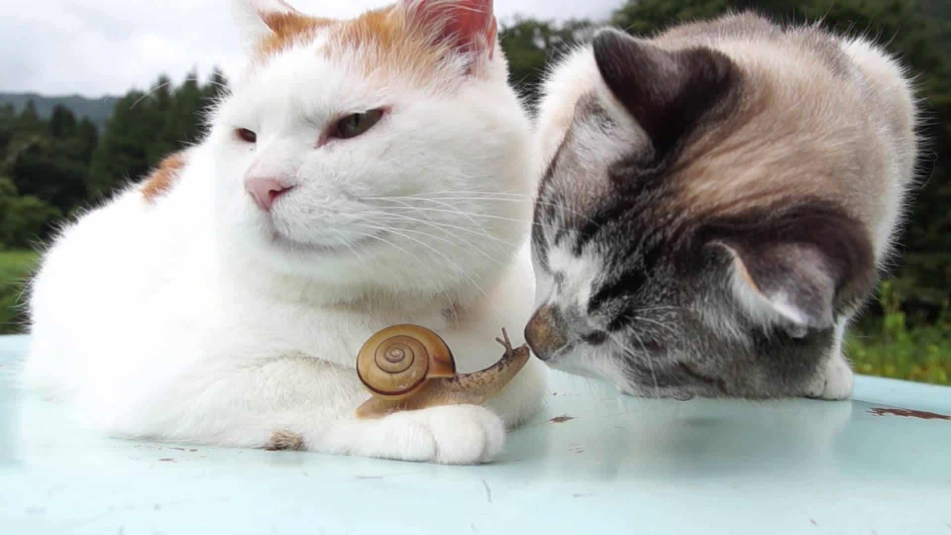 Schnecke chillt mit Katzen