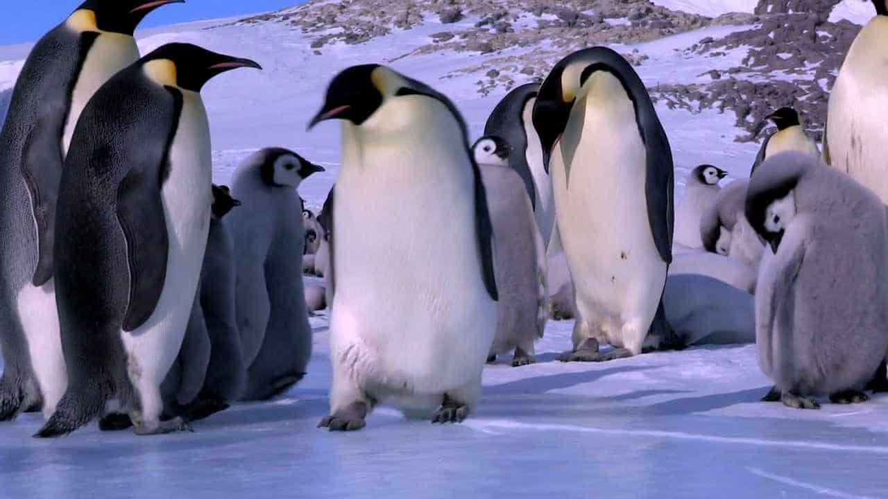 Pinguins pastelão
