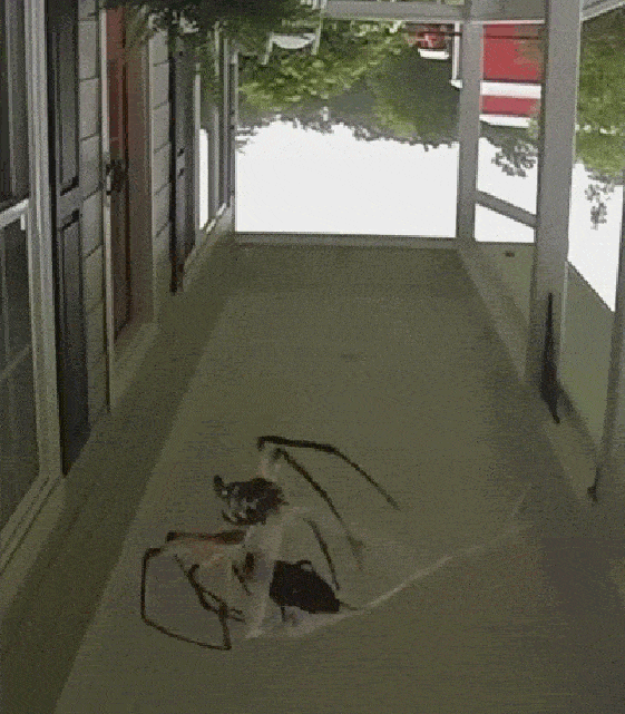 Spinne spinnt Beute ein