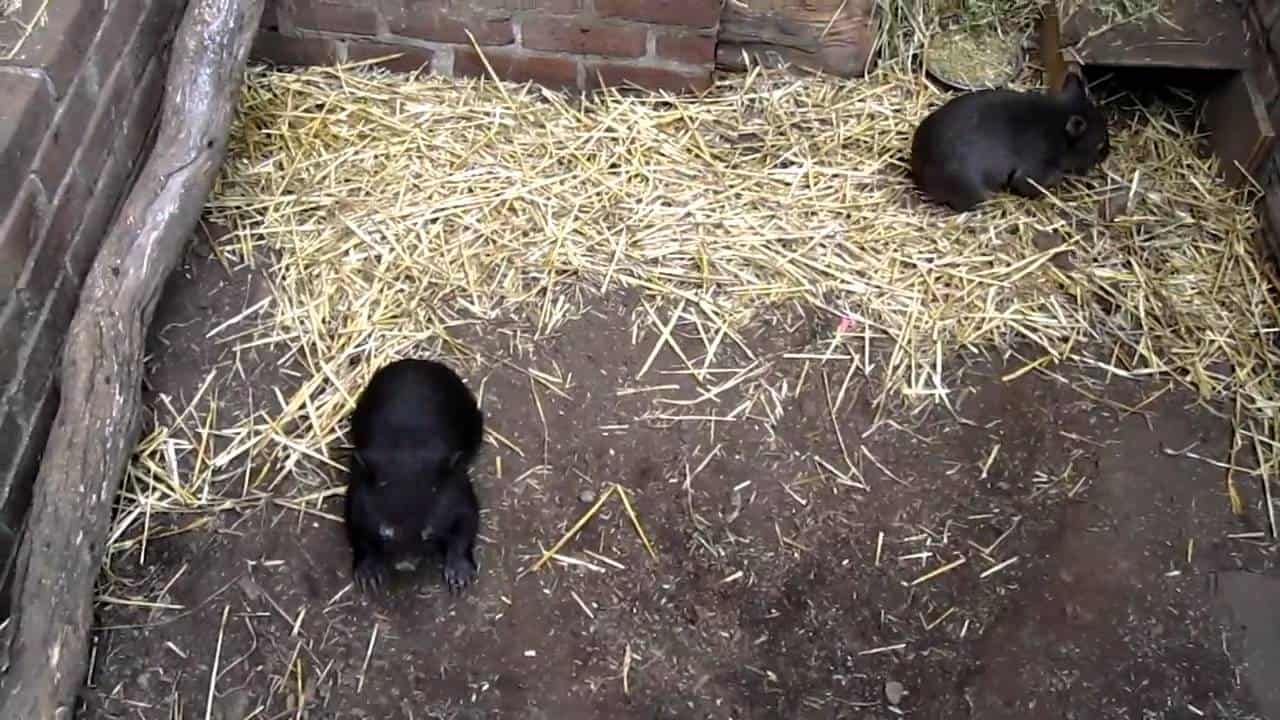 Twee babywombats aan het spelen