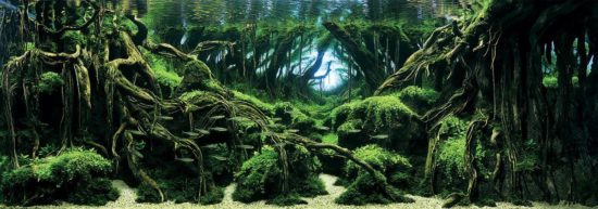#1 (Grand Prize) Takayuki Fukada, Japan / Courtesy IAPLC & Aquabase