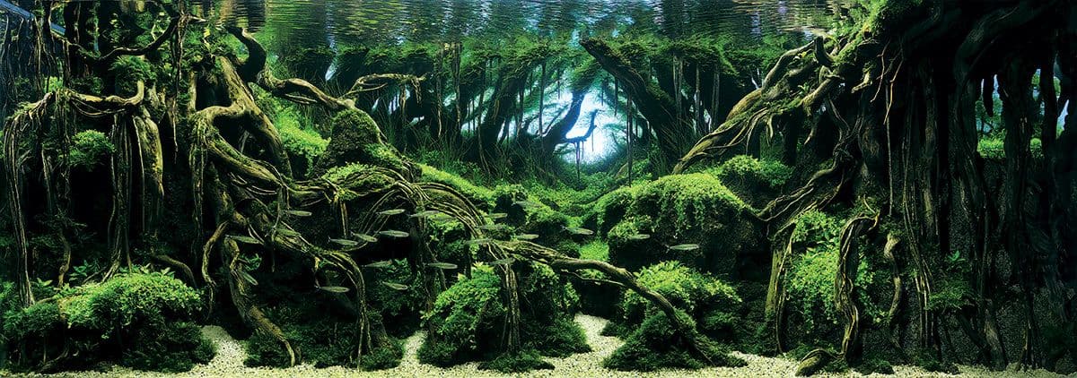 Aquarien gestalten wie Urwaldlagunen