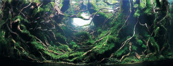 #5 叶毅, China / Courtesy IAPLC & Aquabase