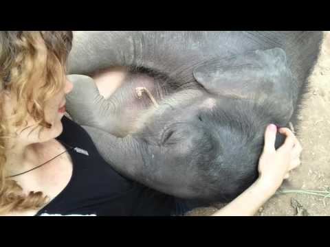 Babyelefant som sover i hennes knä