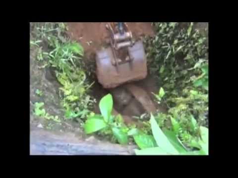 Baby Elefant aus Wasserloch gerettet