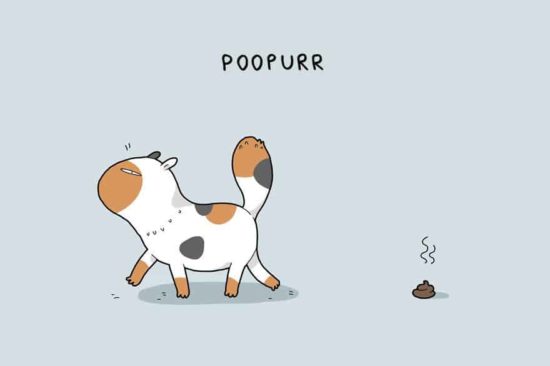 Die 12 Arten von Katzen