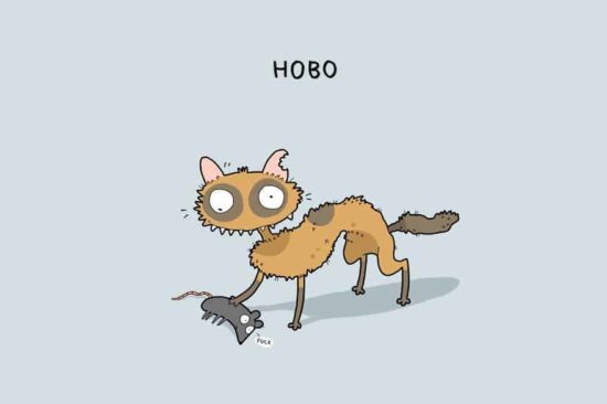 Die 12 Arten von Katzen