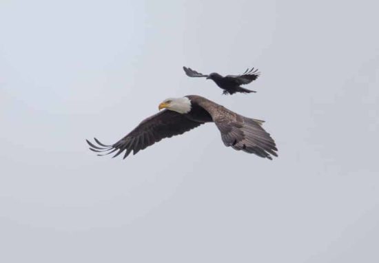 Le corbeau monte sur le dos d'un aigle