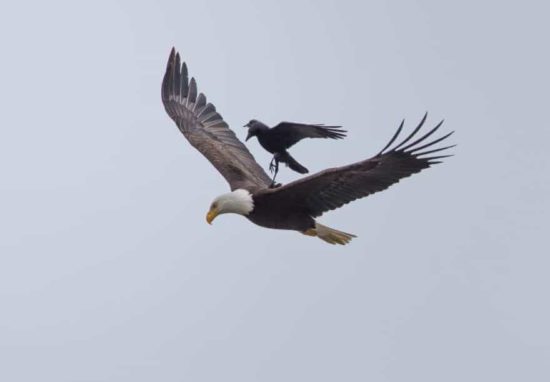 Le corbeau monte sur le dos d'un aigle