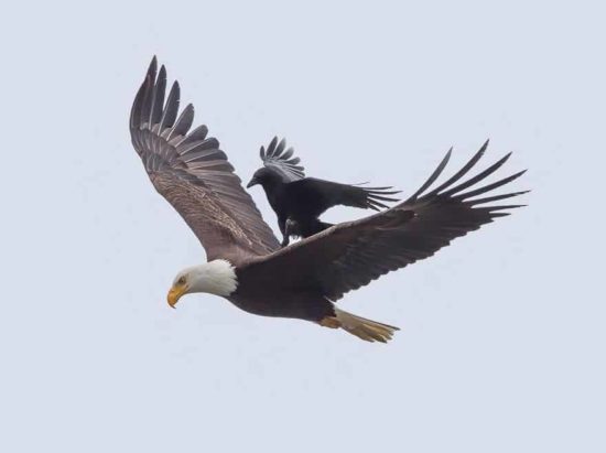 Krähe reitet auf dem Rücken eines Adlers