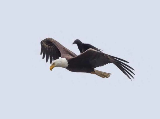 Crow rir på baksiden av en ørn