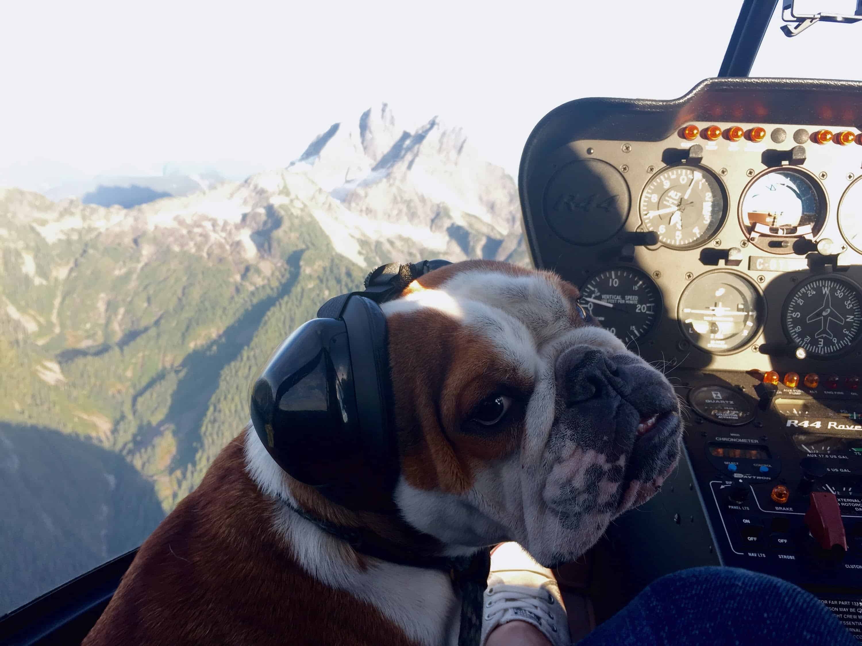 Diese Bulldogge kann den Moonwalk!