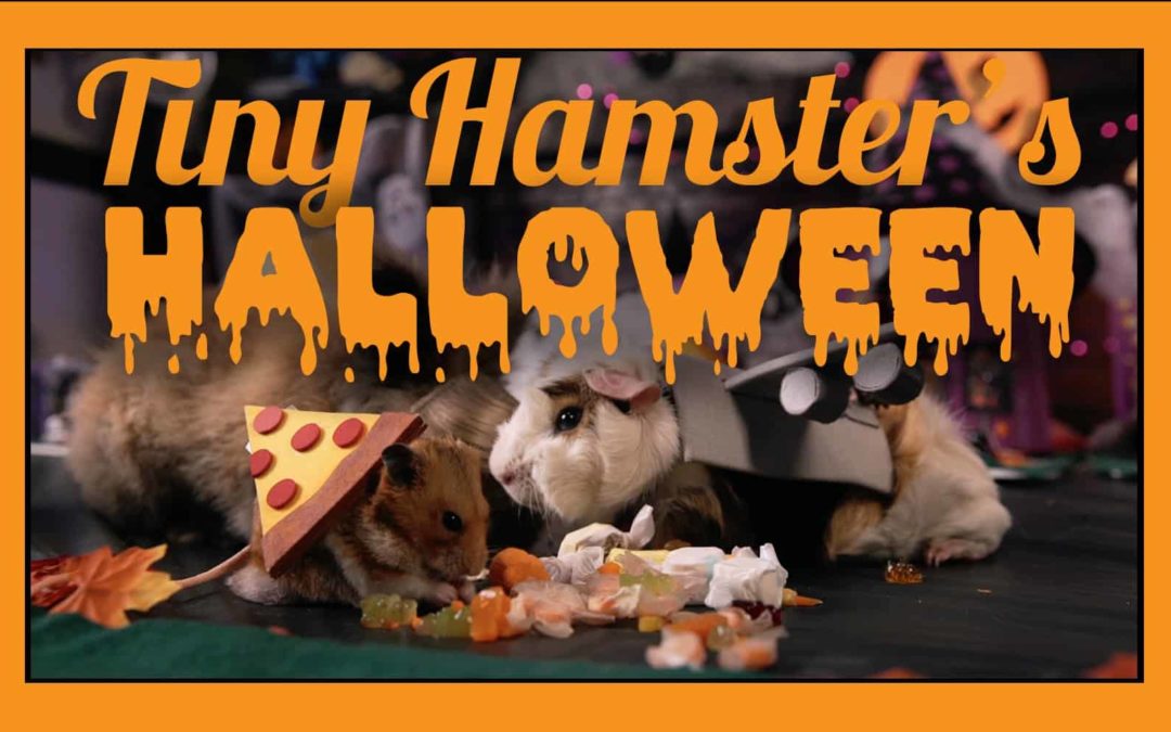 Halloween beim kleinen Hamster