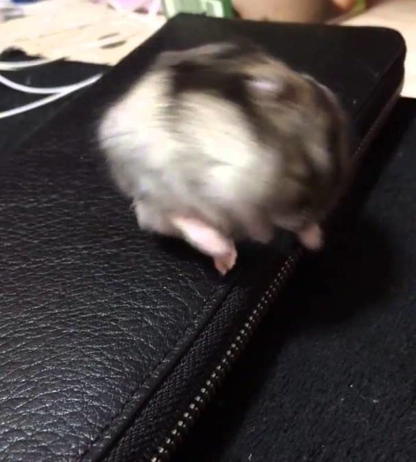 Hamster has a very Dramatic Nap Attack