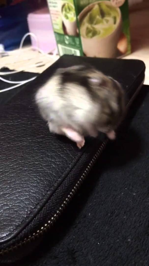 Hamster has a very Dramatic Nap Attack