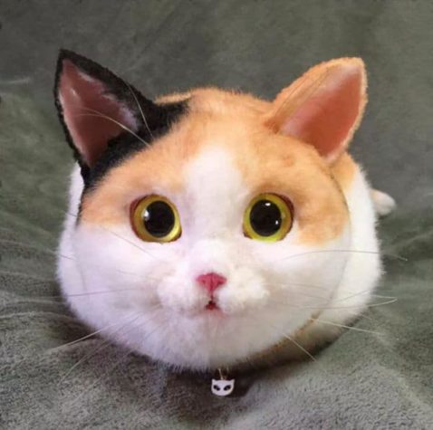 Katzentasche