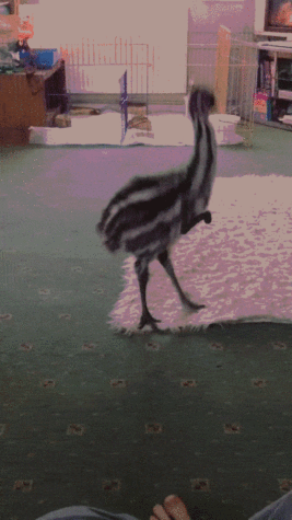 Ein Hund und ein flugunfähiger Laufvogel