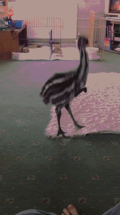 Ein Hund und ein flugunfähiger Laufvogel
