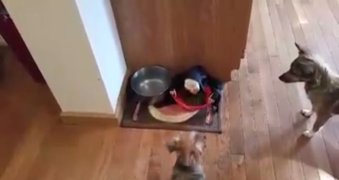 Hund gegen Skelett