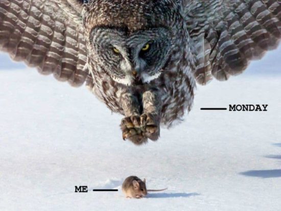 Montag, zusammengefasst in einem Bild 