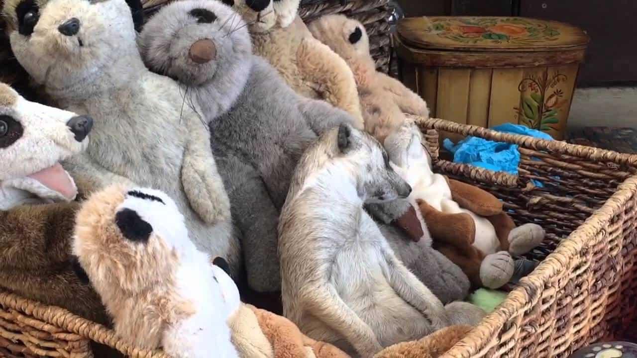 Zaspan meerkat