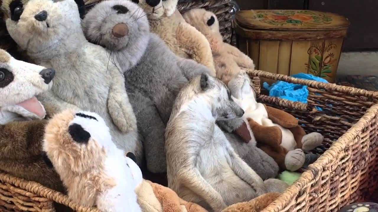 Schläfriges Erdmännchen