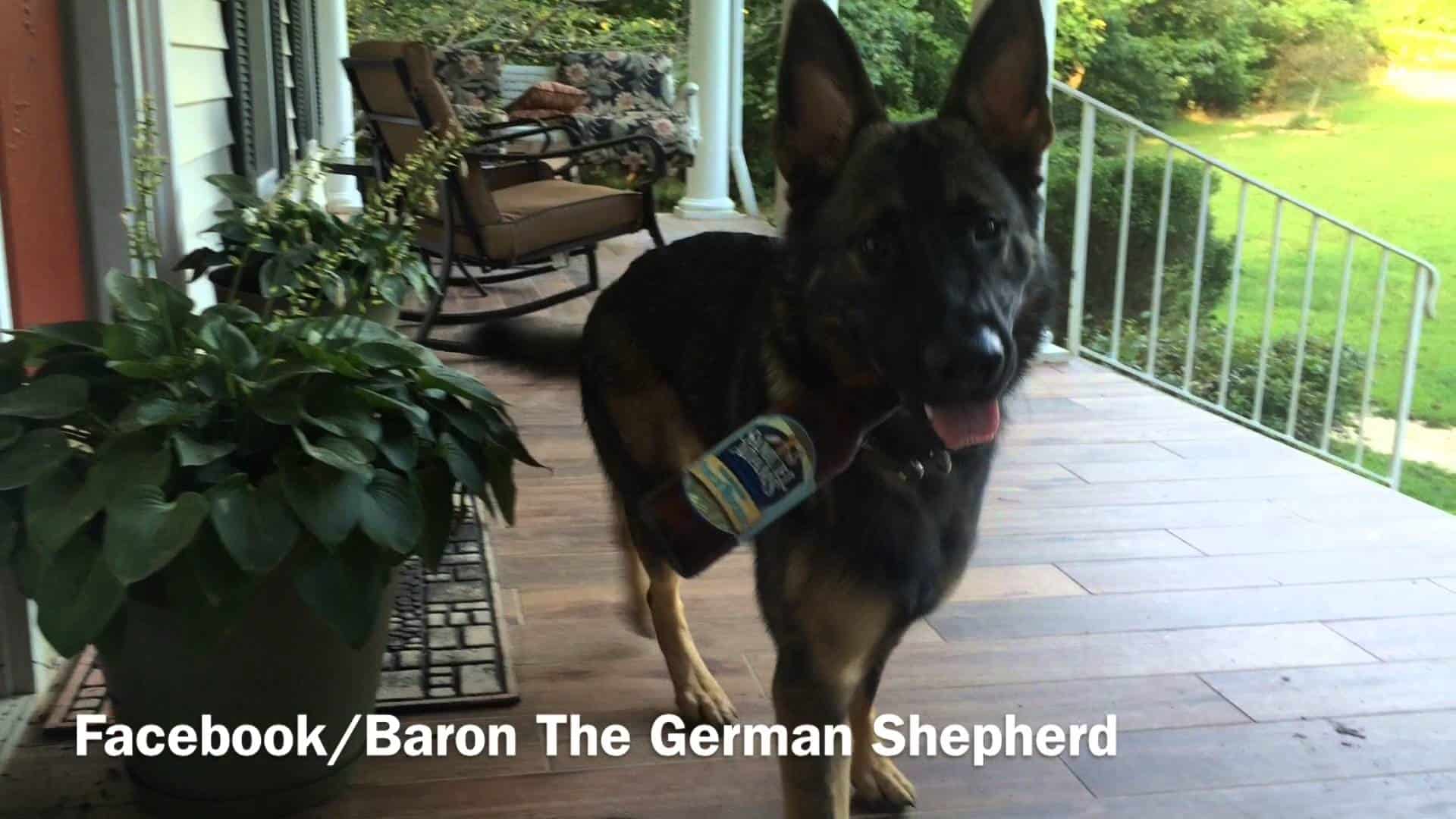 Was passiert, wenn man Baron, dem Deutschen Schäfer sagt: «Es war ein langer Tag»