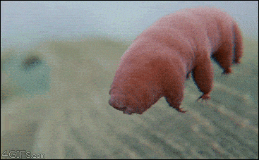 Bärtierchen