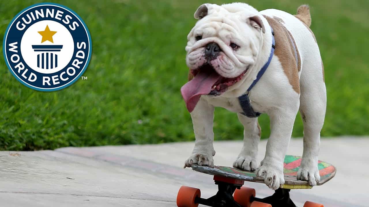 Bulldogge holt den Weltrekord im durch die Beine skaten