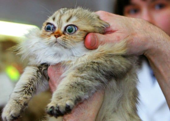 Anleitung: Wie man einer Katze Pillen verabreicht