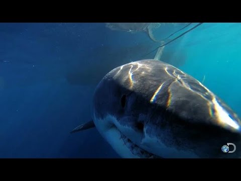 De grootste witte haai ooit waargenomen