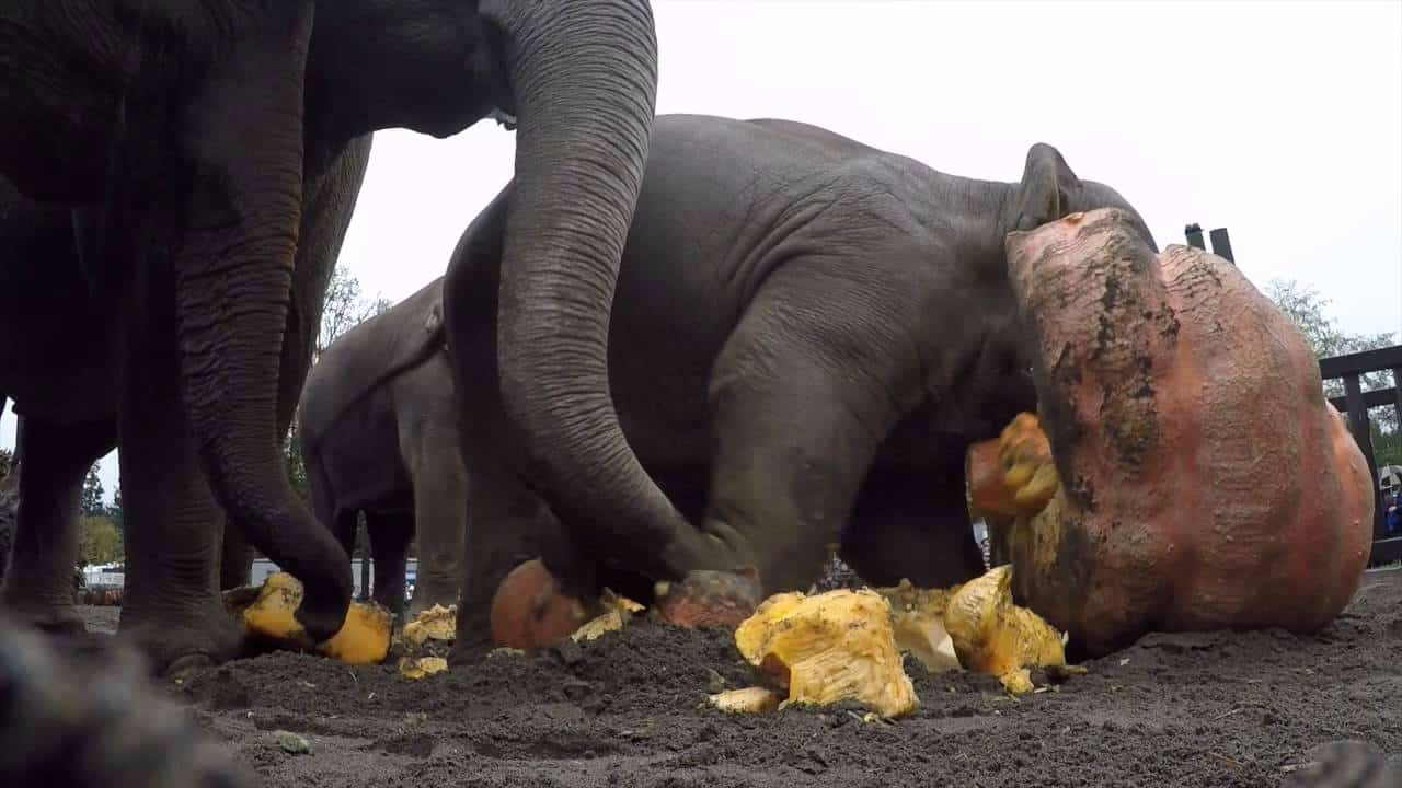 Les éléphants craquent des citrouilles géantes