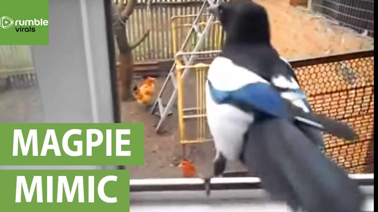 Creepy: Magpie imitates a child's laughter