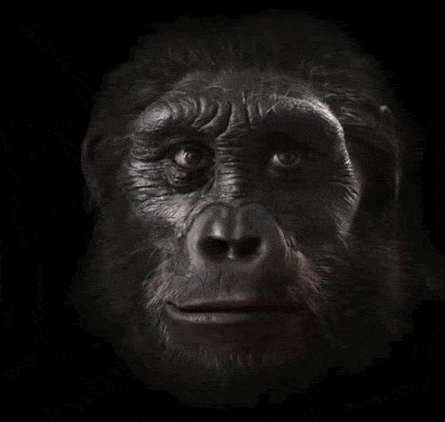 Ewolucja ludzkiej twarzy na przestrzeni 6 000 000 lat