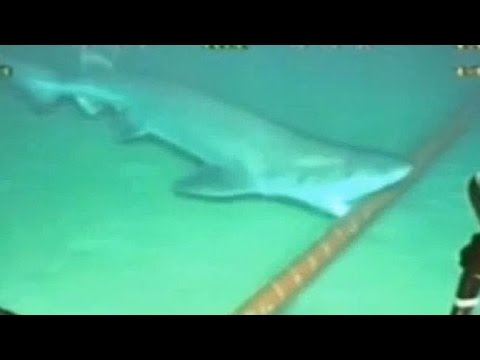 Οι καρχαρίες μισούν το Διαδίκτυο