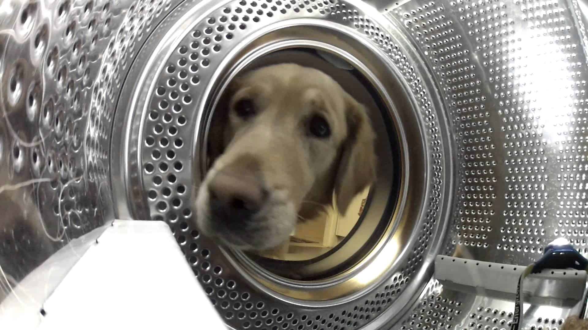 hund rettet sein kuscheltier vor