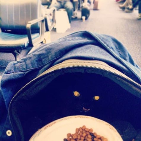 Princess Monster Truck