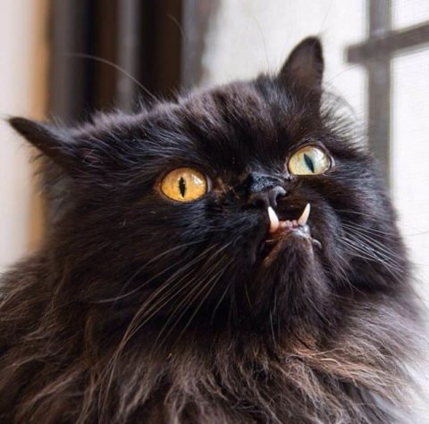 Princess Monster Truck