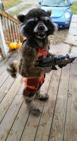The best Rocket Raccoon costume ever