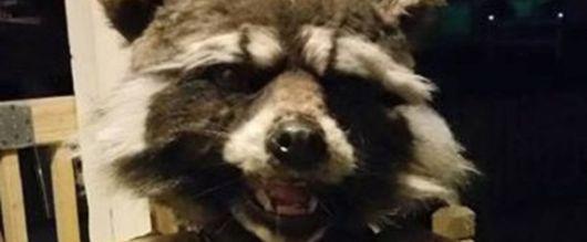 Das beste Rocket Raccoon Kostüm aller Zeiten