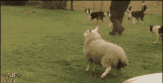 Sheep mimics dogs