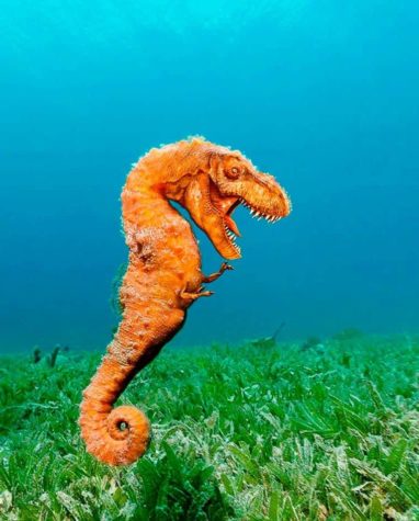 See-T-Rex