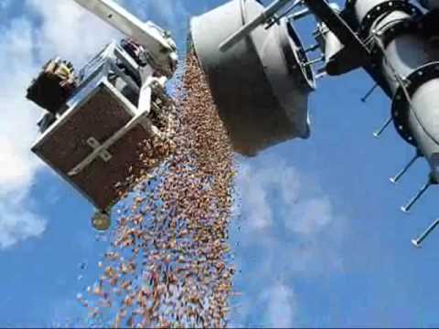 Woodpecker hamsters 150 kilos of acorns as a supply