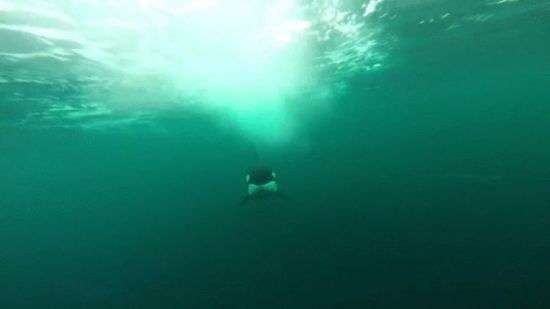 Verfolgt von einem Orca