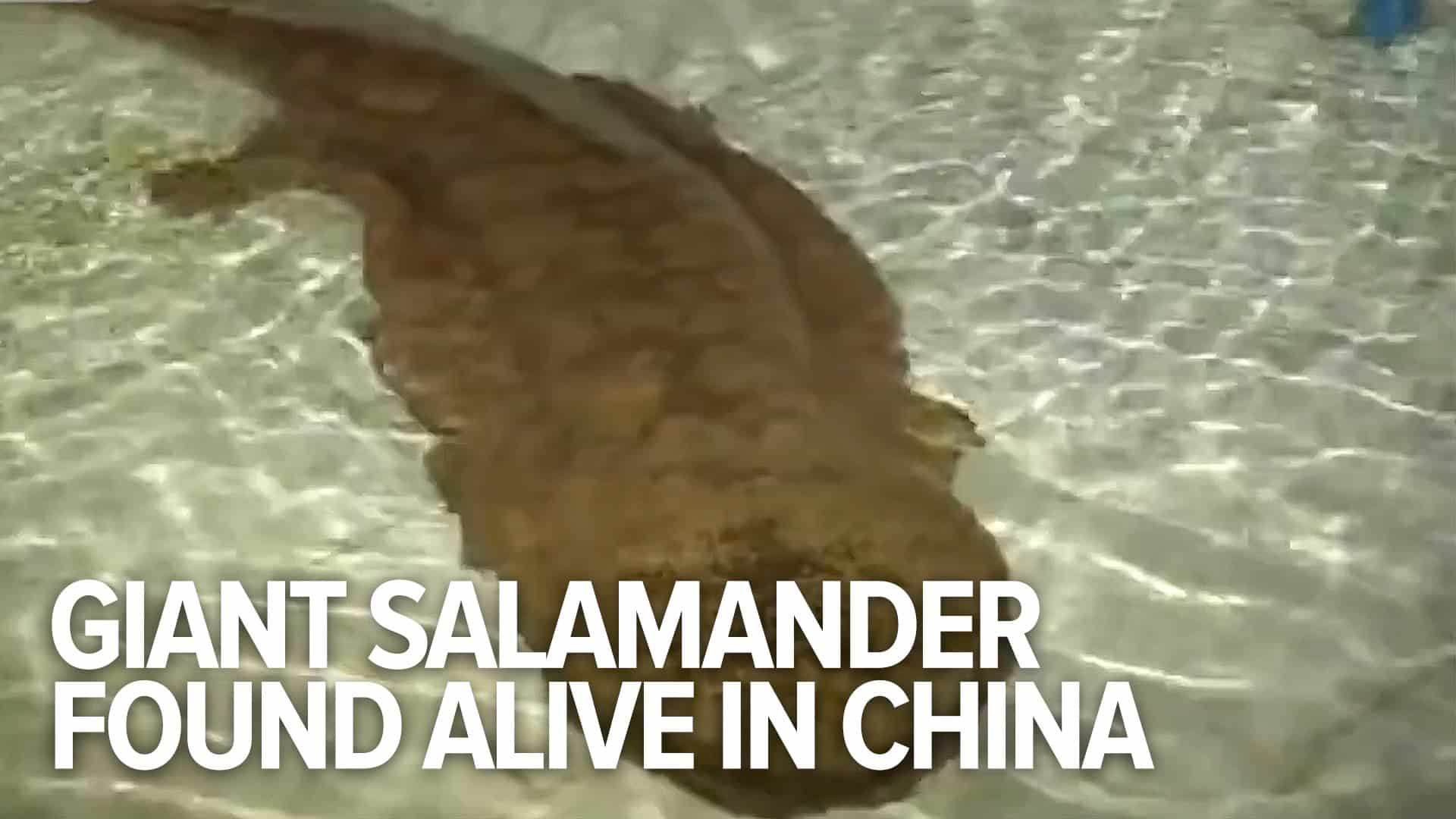 200 Jahre alter Riesensalamander