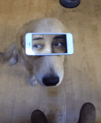 Der Hund hat alles im Blick!