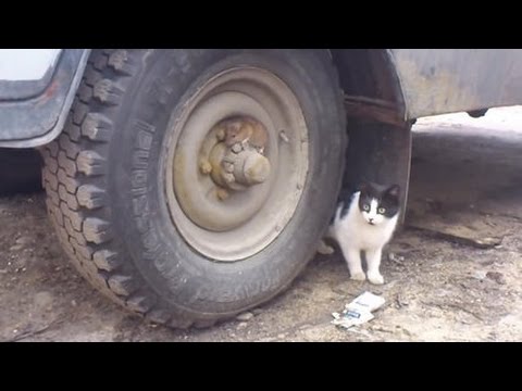 tom and jerry real life