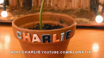 Charlie die Venus Fliegenfalle wünscht frohe Weihnachten