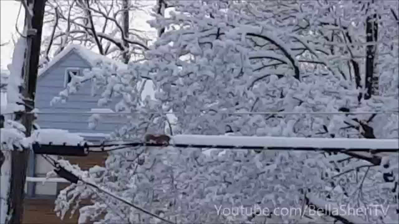 Белка убирает снег