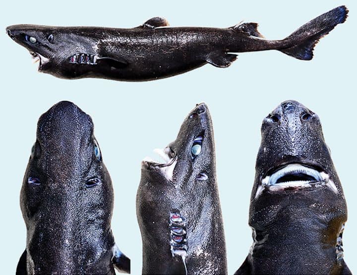 Los biólogos descubren nuevos tipos de tiburones brillantes